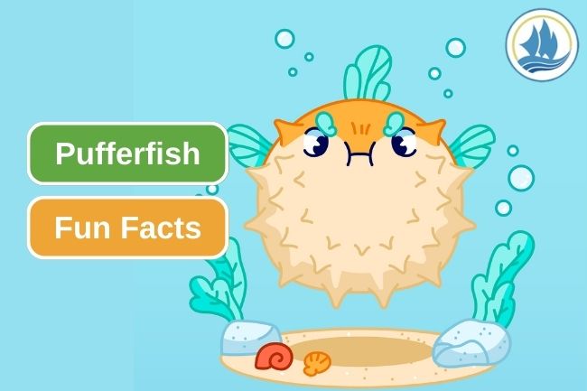 Learn About This 6 Pufferfish Fun Facts 